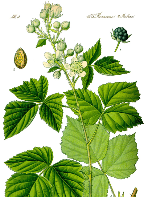 Մոշենի - Ежевика - Rubus caesius L.